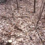 Buckthorn2