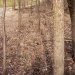 Buckthorn3