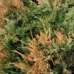 Burn-Juniper01-150x150