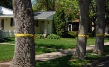 About Emerald Ash Borer