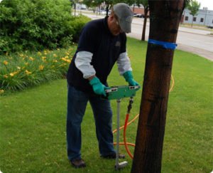 tree fertilization