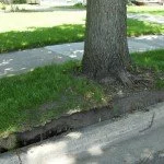 girdling roots