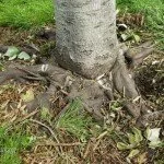 girdling roots