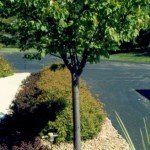 managing tree growth