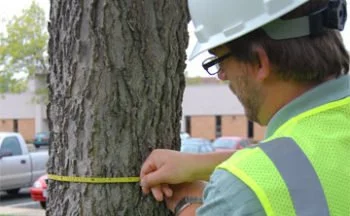 managing tree growth