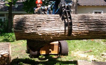tree and stump removal