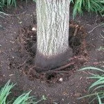 root enhancement