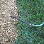 root enhancement
