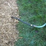 root enhancement