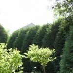 Shrub2
