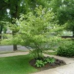 Shrub4