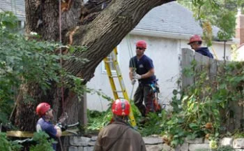 tree risk assessment