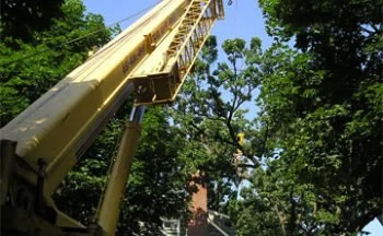 information about tree removals