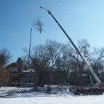 Treeremovalcost