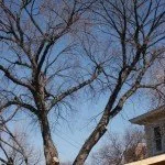benefits of winter tree pruning