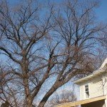 benefits of winter tree pruning