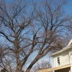 Tree Prior to Winter Pruning