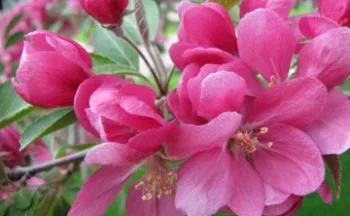 prepare your trees this spring