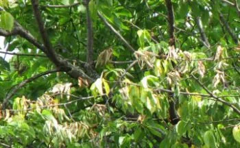 Tree Diseases and Insects
