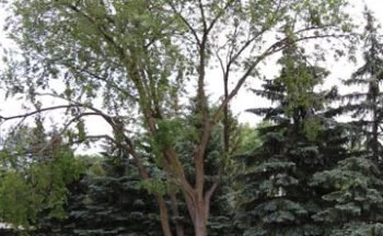 symptoms of dutch elm disease