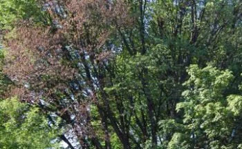 dutch elm disease