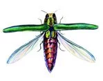 emerald ash borer continues to spread