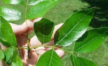 Identify an ash tree