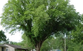 protect your elm