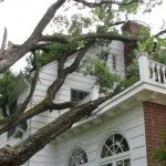 treerisk1