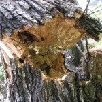 treerisk2