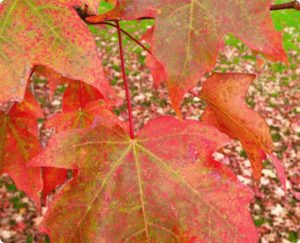 fall tips for taking care of your trees in the Twin Cities