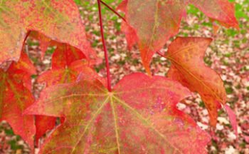 fall tips for taking care of your trees in the Twin Cities