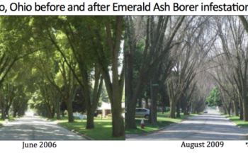 Before and After EAB