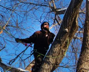 Winter Pruning