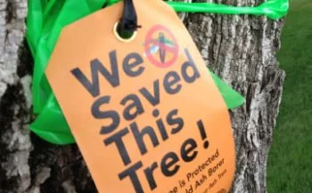 emerald ash borer