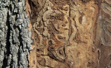 Does Extreme Cold Kill Emerald Ash Borer?