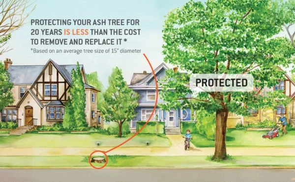 Emerald Ash Borer Treatments