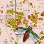 Emerald Ash Borer Finds in Minneapolis and St. Paul