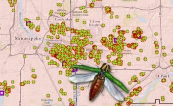Emerald Ash Borer Finds in Minneapolis and St. Paul
