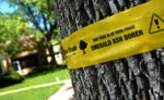 yellow band around tree for emerald ash borer protection