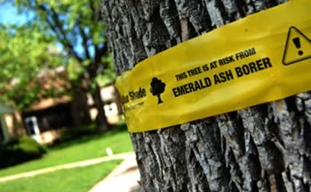 emerald ash borer protection