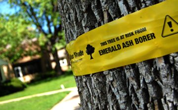 yellow band around tree for emerald ash borer protection