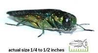 Emerald Ash Borer