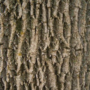 Green Ash Tree Bark
