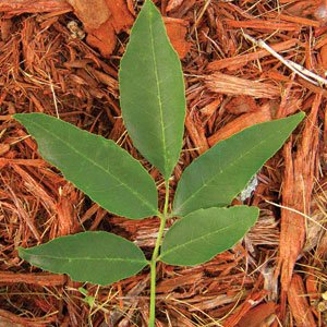 Green Ash Tree Leaf