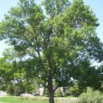 Green Ash Tree Profile