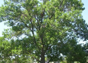 Green Ash Tree Profile