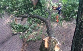 prepare your trees for the summer storms