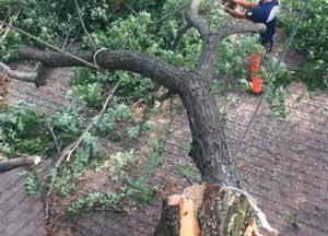 tree storm damage