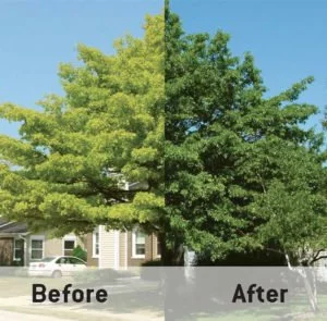 Yellow Leaves Due to Chlorosis, Before and After